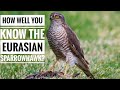 Eurasian Sparrowhawk ||  Description, Characteristics and Facts!