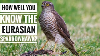 Eurasian Sparrowhawk ||  Description, Characteristics and Facts!
