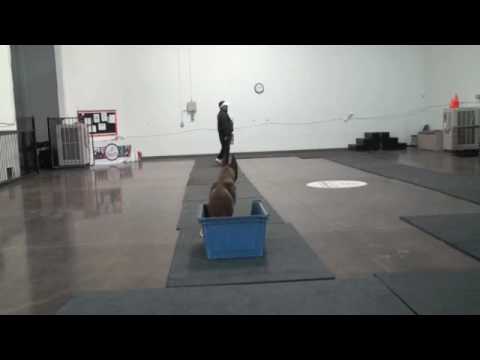 belgian-malinois-single,-double,-triple-drill