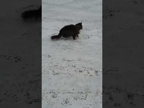Помощь бездомным беднягам.Кормлю бездомных животных🤗🐈.#помощьживотным #tiktok #shorts