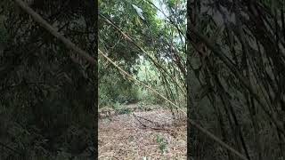 Hutan Bambu Yang Indahshortnaturetrendingshortsforestbamboofypyoutubefyp
