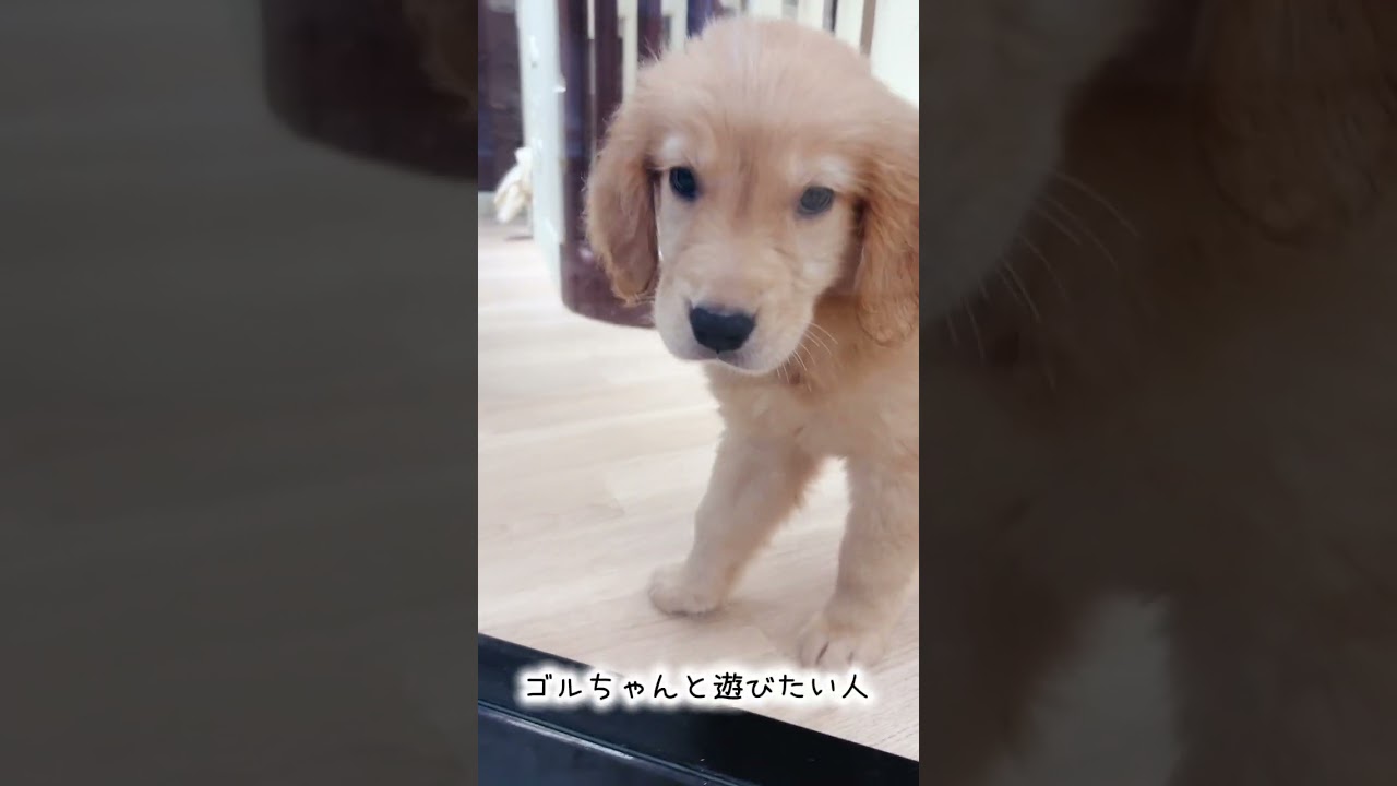 ゴールデンレトリバー | ペットショップ マルワン 小さめ子犬 美形な