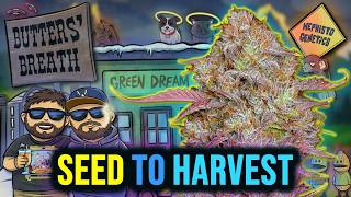 BUTTERS' BREATH 🥜💨 | Mephisto Genetics SEED to HARVEST Autoflower Grow