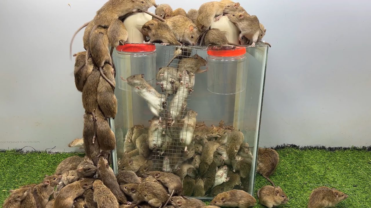 best mousetrap with plastic pipe/ How to safely trap mice from plastic