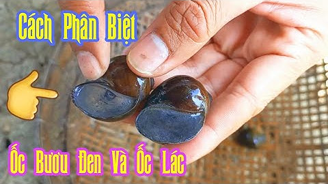 Cách Phân Biệt ỐC BƯƠU ĐEN Và ỐC LÁC.