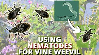 Nematodes for Vine Weevil: control and treatment