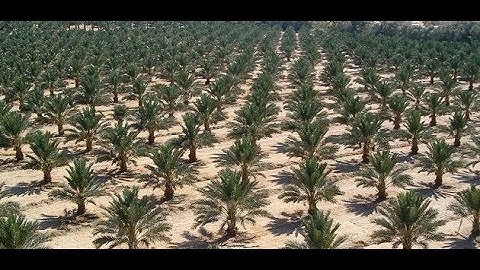 تلاوة نادرة و رائعة من المسجد الأقصى عام 1964