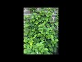 黑莓开花成这样，等着被我一颗一颗吃光吧