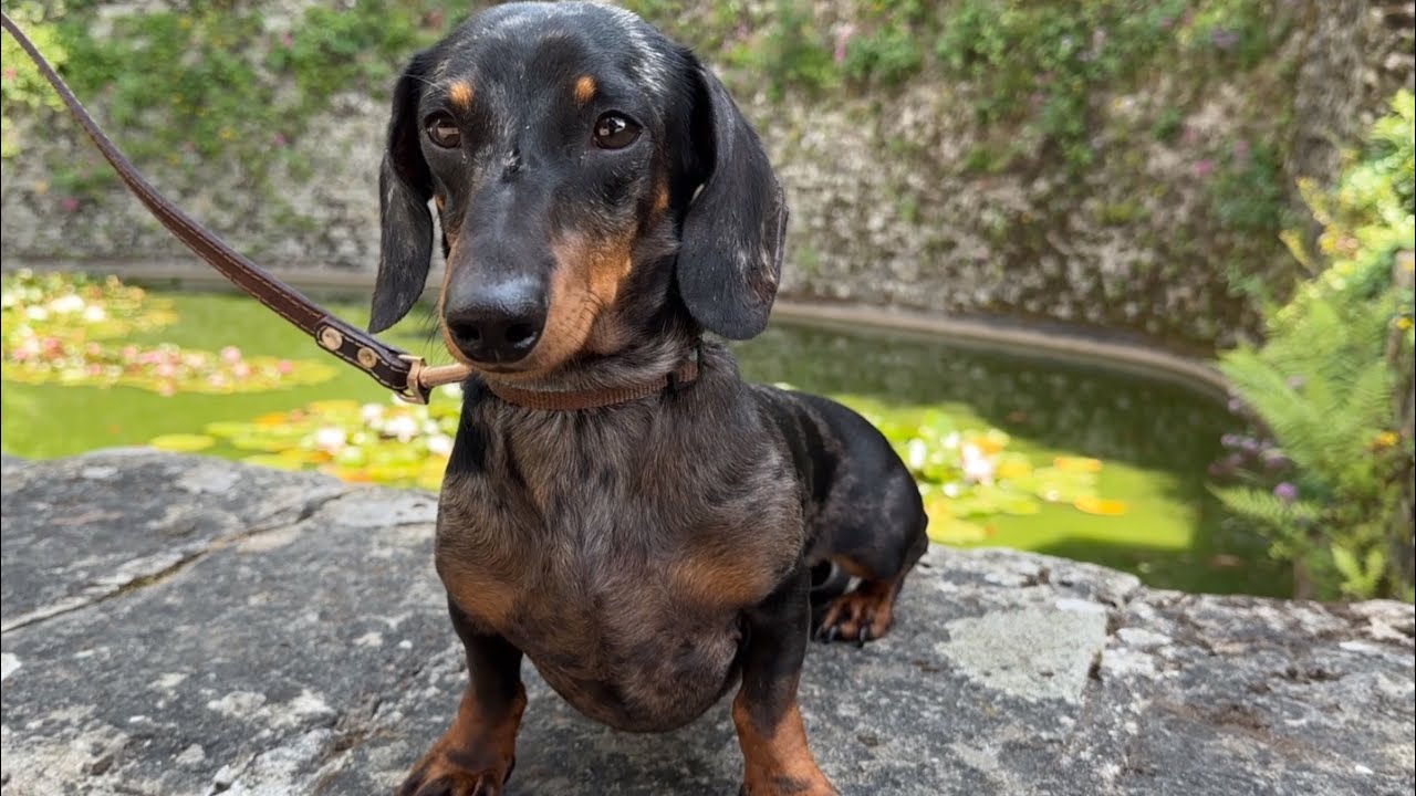 MINI DACHSHUND PLAYS THE TOURIST - YouTube