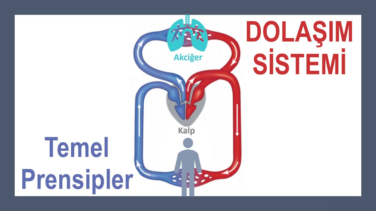 Dolaşım Sistemi / Kalp Döngüsü 2 Dolaşım Sistemi / Kalp Döngüsü