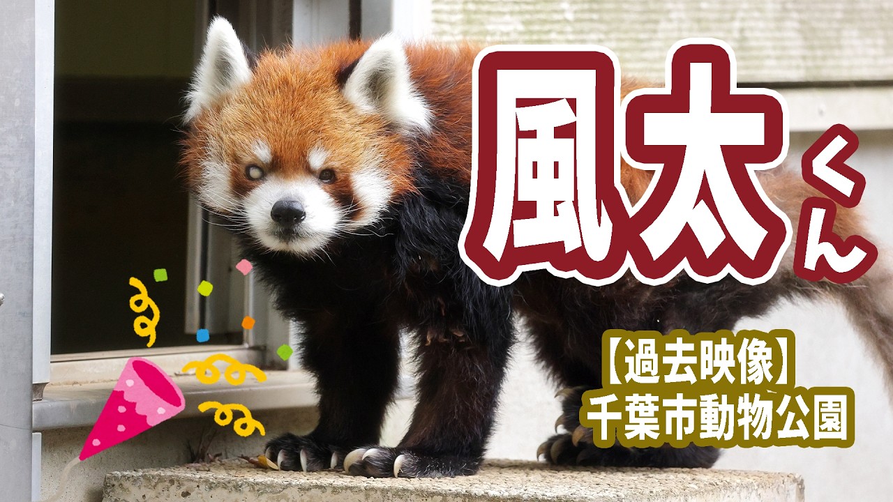 レッサーパンダ】風太くん23歳記念動画【生ける伝説】 - YouTube