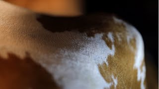 Familie Zürcher An Der Jubiläumsschau Bowil Ackermovie