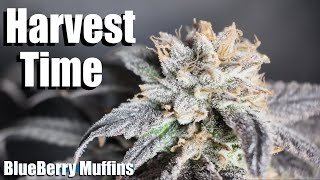 Final Day! BlueBerry Muffin Pheno#2 Harvest Time!
