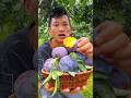 Amazing delicious plum fruits farming by rural farmer | Yummy Sweet fruits #fruits #plumfruit