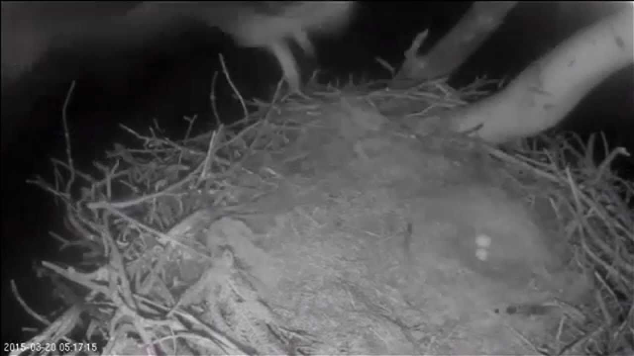 SENSATIONEL VIDEO afslører æggetyv i havørnereden!