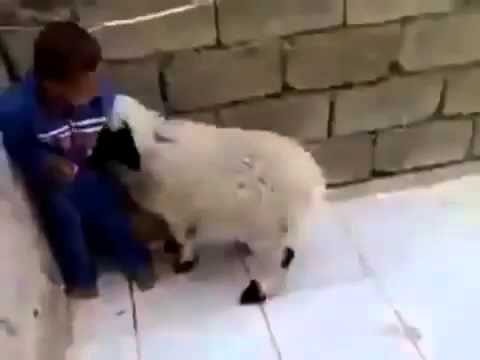 Lamb vs  Kid