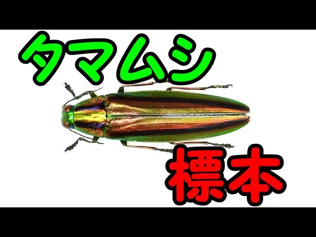 昆虫標本】採集したタマムシで簡単な標本を作ってみた。【Buprestidae