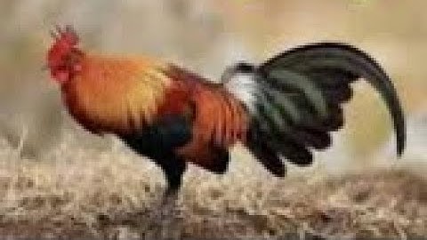 Muag qaib qus txuam 1 xyoo 2020