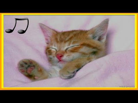 Vídeo: 6 Produtos Calmantes Cat Para Ajudar A Aliviar A Ansiedade Do Gato