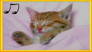 the best music to relax and sleep your cat  improve separation anxiety of the cat ♫