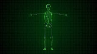 4K 3D Animation of Human Skeleton x-ray green interface Loop able. Alpha matte Stock video screenshot 5