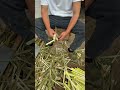 Go Little Bamboo Shoots Skin #Gift from Nature#d6288