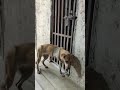 URGENT: After Getting Run Over By A Train, This Boy Is Fighting For His Life [STORY BELOW]