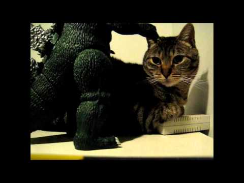 cat animal hospital near me Godzilla vs cat