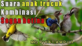 Suara anak trucuk pikat mp3 ampuh durasi panjang.