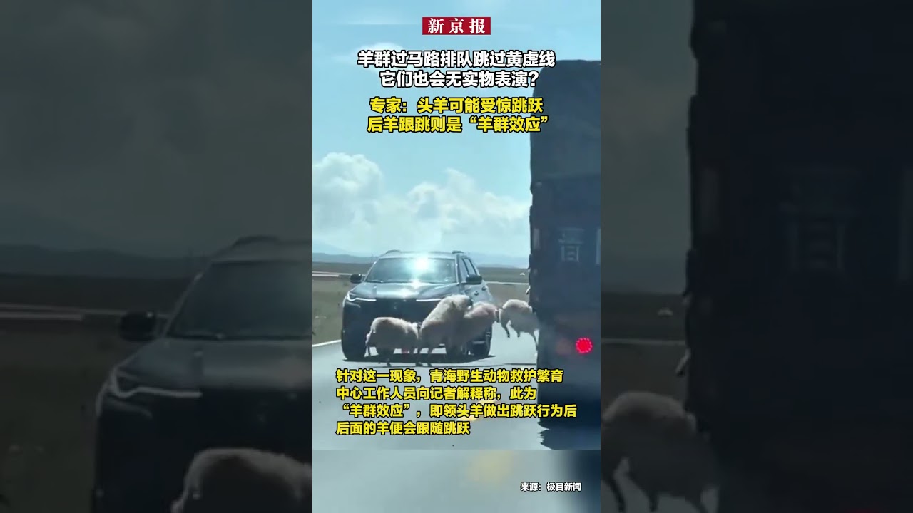 羊群过马路排队跳过黄虚线它们也会无实物表演？专家：头羊可能受惊跳跃后羊跟跳则是“羊群效应” - YouTube