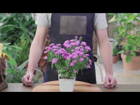 How to Grow and Care for Asters