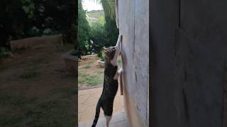 Sí pudiera escalar ... 😺🦎#gato #lagarto #viral #short
