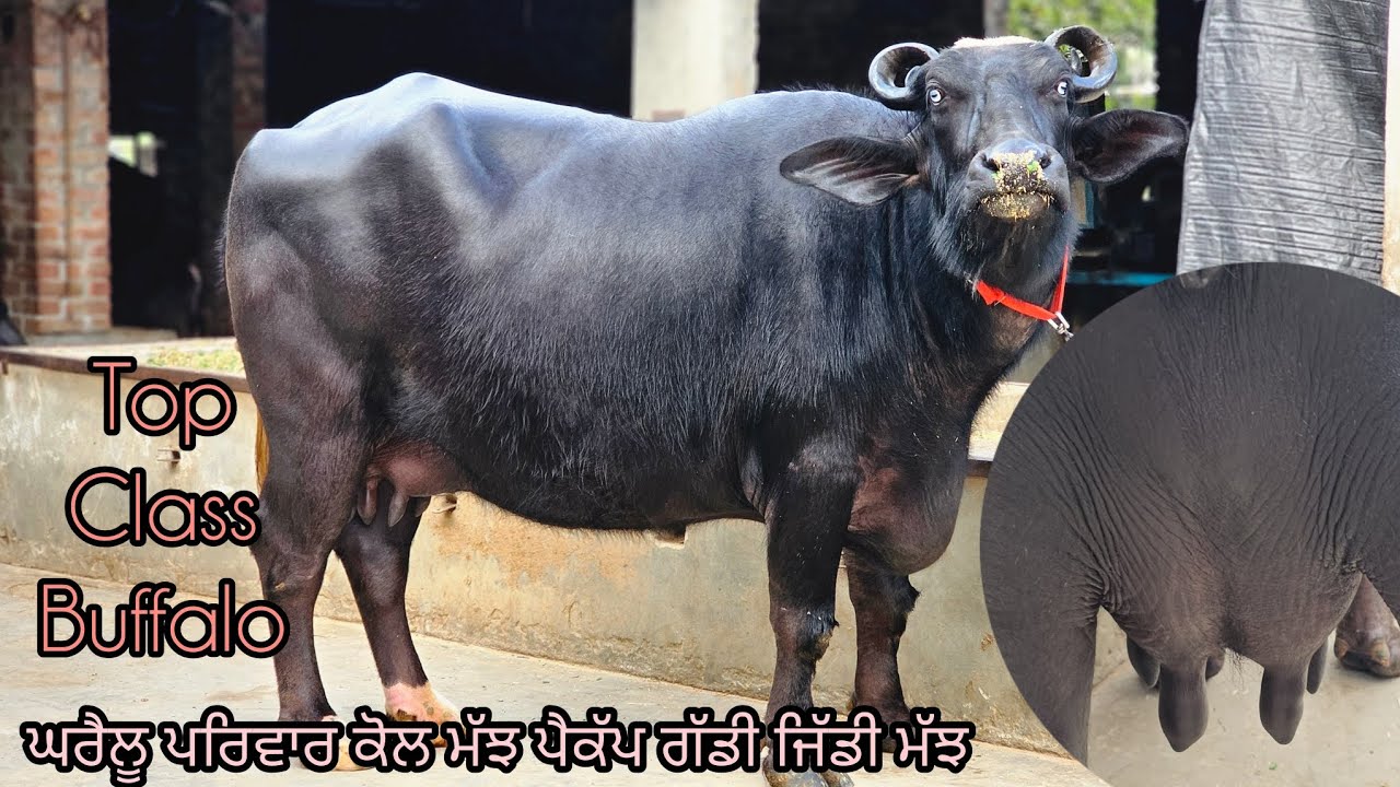 ਪੇਕੱਪ ਗੱਡੀ ਜਿੱਡੀ ਮੱਝ ਘਰੈਲੂ ਪਰਿਵਾਰ ਕੋਲ ਮੱਝ ਤਿਆਰ ਆ ਜਵਾ ਡਾਲਿਆ ਤੈਂ ਮਿਤੀ 11-3-2026