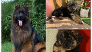 Growth of Import German Shepherd puppy from 45 days to 5.5 months.