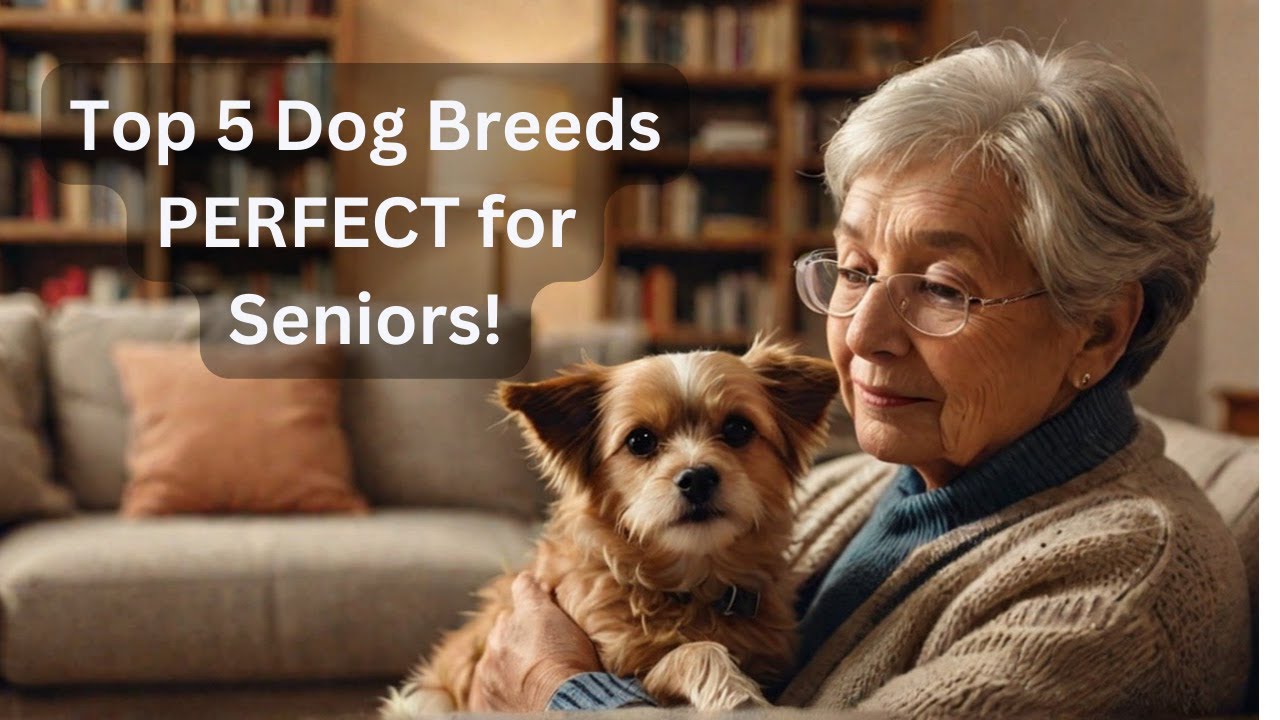 Top 5 Dog Breeds PERFECT for Seniors! 🐶