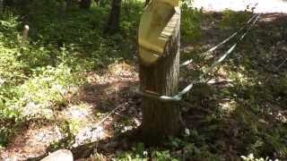 Widowmaker Trip, Stump Pull with 28:1 MA by Tom Hoffmann 124,080 views 10 years ago 3 minutes, 38 seconds