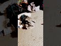 teser trailer for the shadow demon