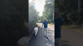 Alain アラン #greatpyrenees #todaysrunrun #グレートピレニーズ #今日のルンルン