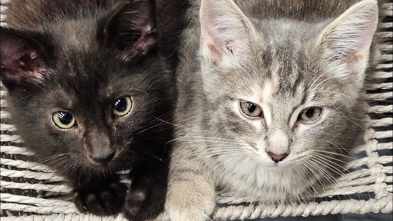 RESCUING AN ABANDONED KITTEN..... ADOPTING ANOTHER!!!