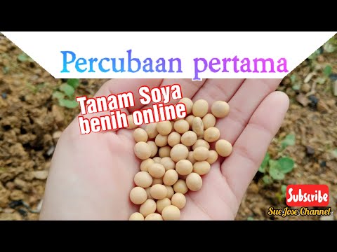 Video: Adakah mudah untuk menanam kacang soya?