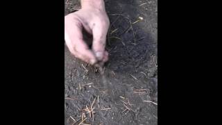 EXTRA survival & bushcraft - Cyber Tracker method prenten rode eekhoorn / red squirrel tracks screenshot 3