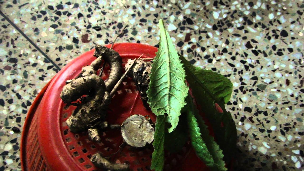 Pankaj Oudhia's Healing Herbs: Diabetes mellitus Type 2 with Suicidal Tendencies. HF-621