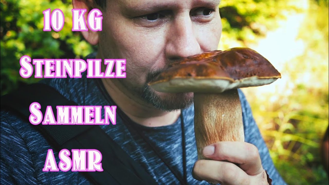 10-kg-steinpilze-in-ungarn-im-buchenmischwald-asmr-relax-30min-youtube