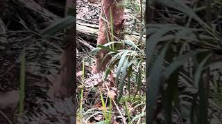 Fairy Warbler on Bottle tree trail in Royal National Park