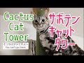 【流し見🌵】44.ララとサボテンキャットタワー/Lala and Cactus Cat Tower