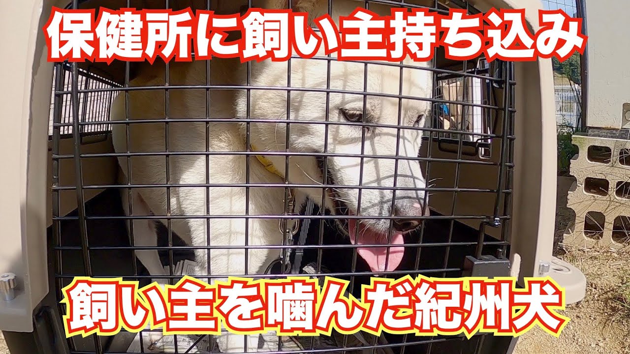 保健所に捨てられた噛む紀州犬 一度噛まれたぐらいで飼育放棄するなら紀州犬飼わないで Youtube
