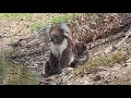 Cute koala with her baby taking refuge in our dam during 48c (119f)