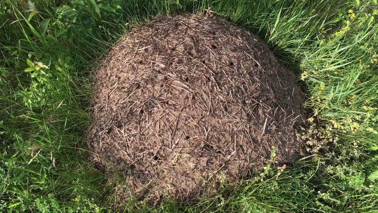 Ant nest!!!! - YouTube