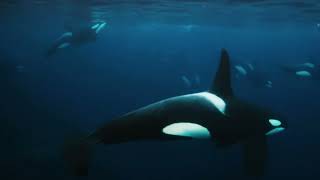 Noa James & Ritual Fade - Look Within, The Ocean Said Lyric Video