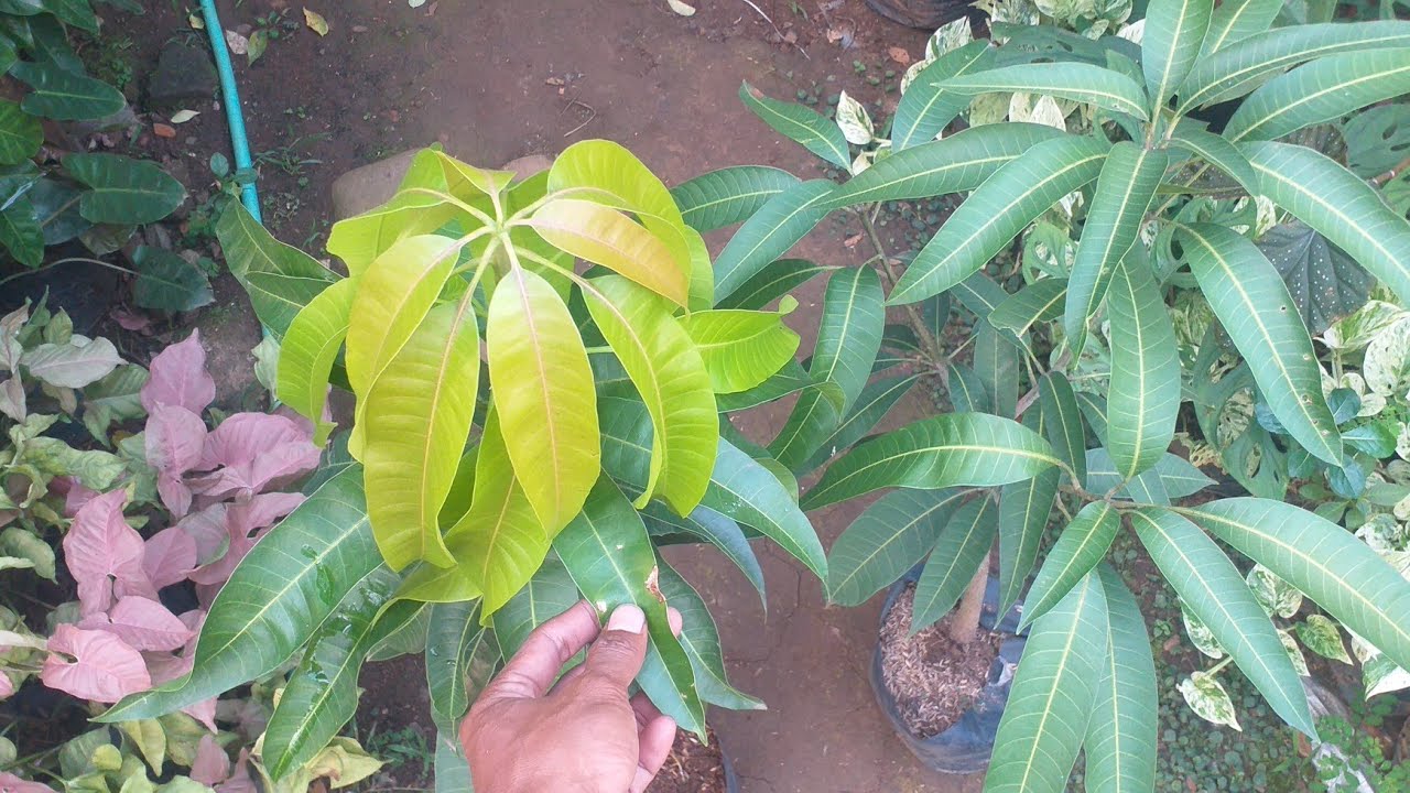 CIRI - CIRI POHON MANGGA R2E2